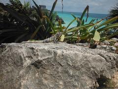 Ctenosaura similis similis