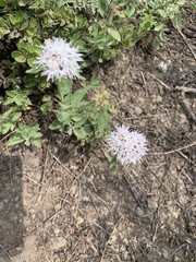 Valeriana californica