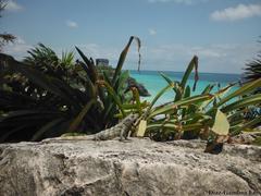 Ctenosaura similis similis