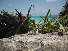 Ctenosaura similis similis