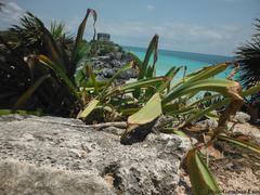 Ctenosaura similis similis