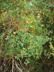 Coronilla