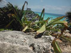 Ctenosaura similis similis