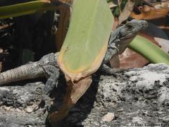 Ctenosaura similis similis