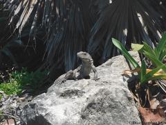 Ctenosaura similis similis