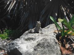 Ctenosaura similis similis