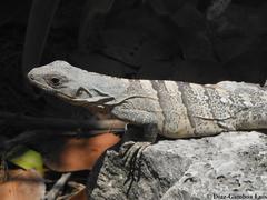 Ctenosaura similis similis