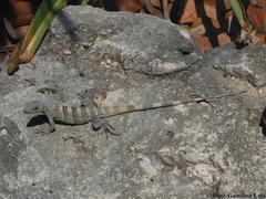 Ctenosaura similis similis