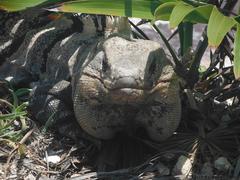 Ctenosaura similis similis
