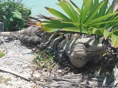 Ctenosaura similis similis