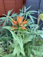 Castilleja minor