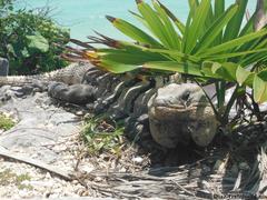 Ctenosaura similis similis