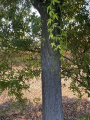 Acacia melanoxylon