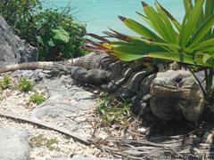 Ctenosaura similis similis