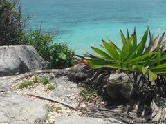 Ctenosaura similis similis