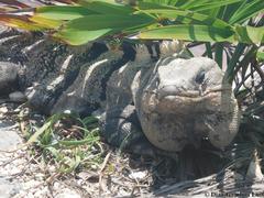 Ctenosaura similis similis