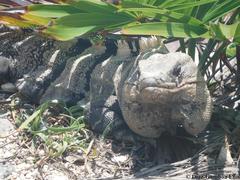 Ctenosaura similis similis