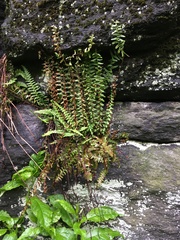 Asplenium platyneuron