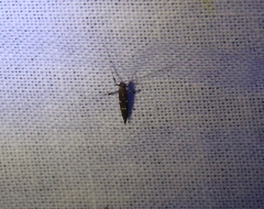 Caloptilia triadicae