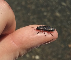Melanophila consputa
