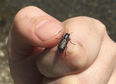 Melanophila consputa