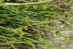 Cyperus grayi