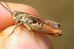 Omocestus haemorrhoidalis