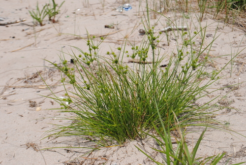 Image of Gray's Flatsedge by (c) Zihao Wang, some rights reserved (CC BY)