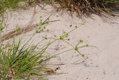 Cyperus grayi