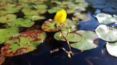 Utricularia macrorhiza image