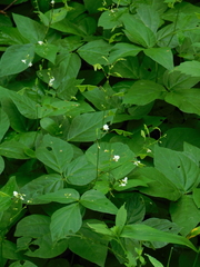 Hylodesmum pauciflorum