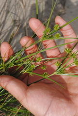 Cyperus grayi