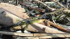 Coelopidae