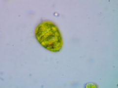 Lepocinclis ovum