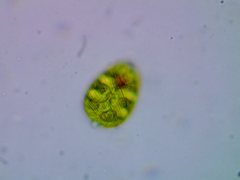 Lepocinclis ovum