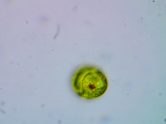 Lepocinclis ovum