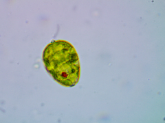 Lepocinclis ovum