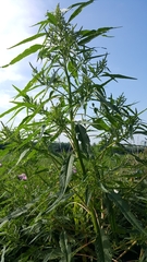 Amaranthus cannabinus