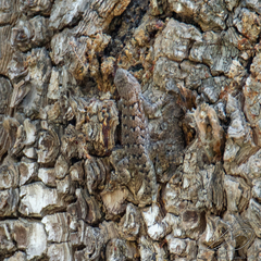 Sceloporus spinosus
