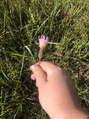 Cirsium lecontei