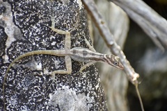 Anolis lucius