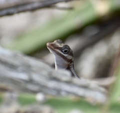 Anolis lucius