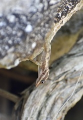 Anolis lucius