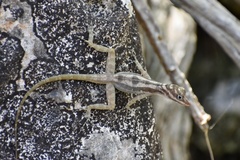 Anolis lucius