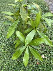 Genipa