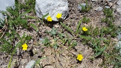 Potentilla diversifolia