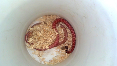 Masticophis flagellum piceus