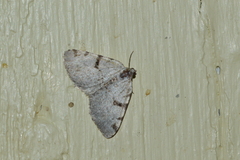 Macaria subcessaria