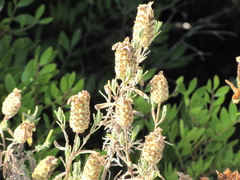 Lavandula stoechas