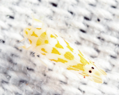 Eratoneura restricta